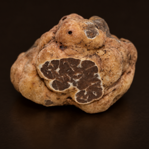 Tartufo Bianchetto Fresco (Tuber borchii)