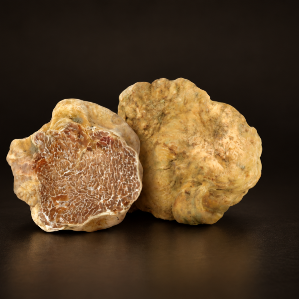 Tartufo Bianco Fresco (Tuber magnatum)